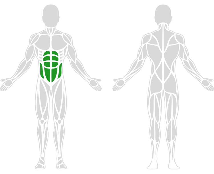 a simplified diagram of human anatomy highlighting the abdomen muscles in green