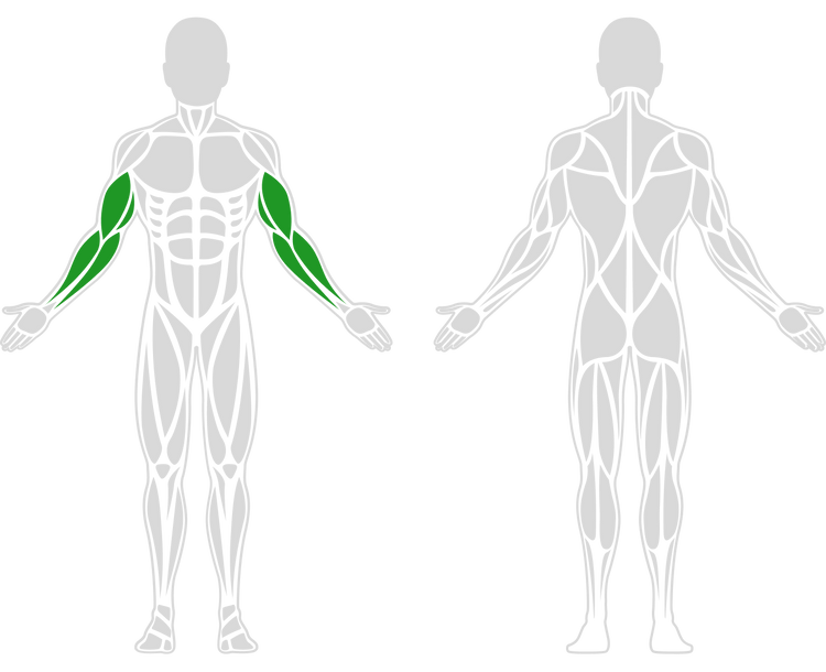 a simplified diagram of human anatomy highlighting the arm muscles in green