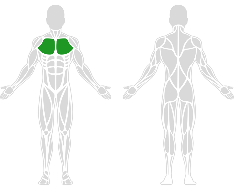 a simplified diagram of human anatomy highlighting the pectoral muscles
